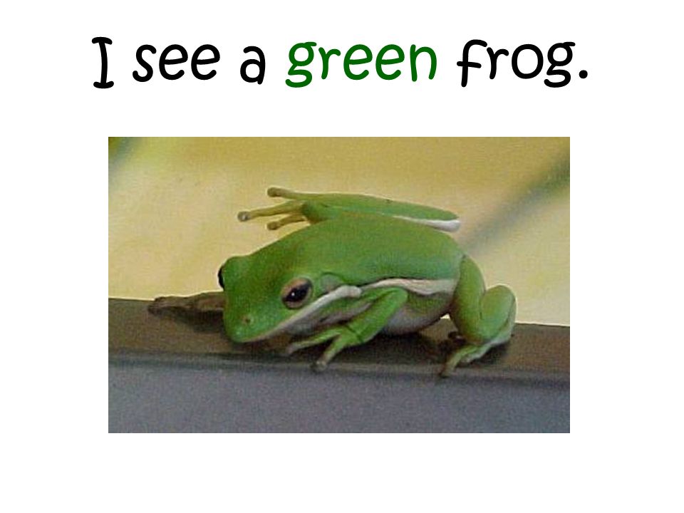 I see a green frog.