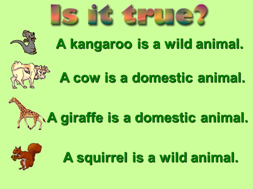 A zebra is a domestic animal. A monkey is a wild animal. A lion is a domestic  animal. A pig is a domestic animal. - ppt download
