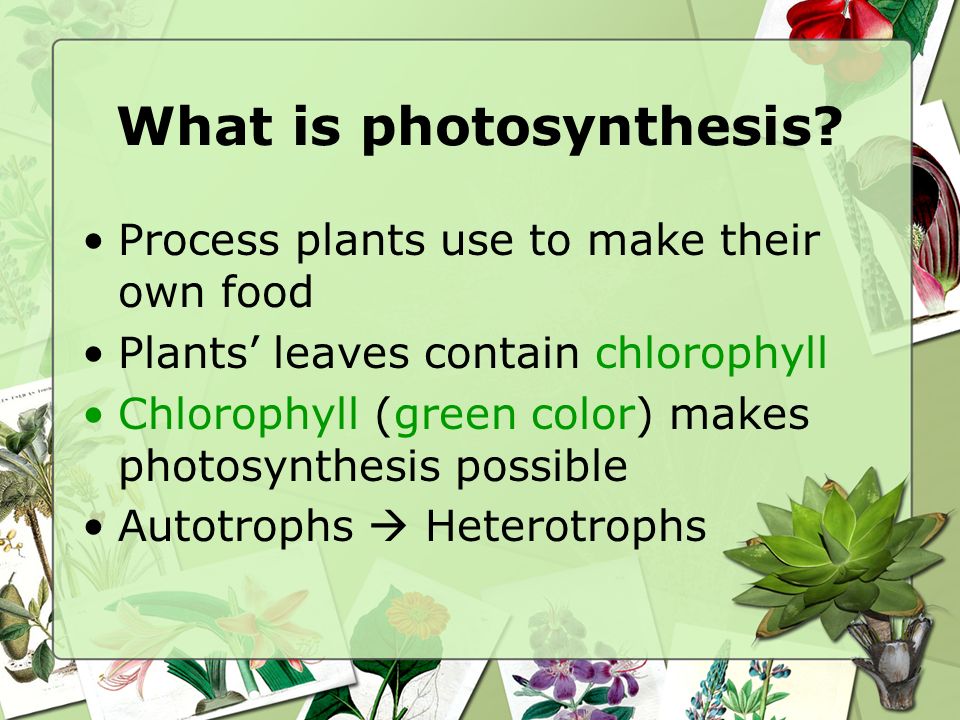 Photosynthesis Photosynthesis Grade 7 Science Mr. Genovese Grade 7 Science  Mr. Genovese. - ppt download