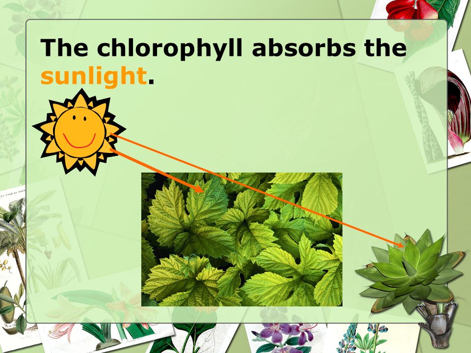 Photosynthesis Photosynthesis Grade 7 Science Mr. Genovese Grade 7 Science  Mr. Genovese. - ppt download