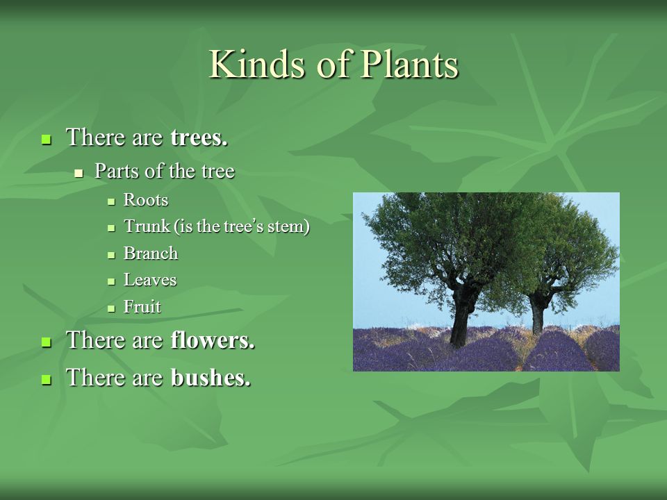 Kinds of messages. Parts of Plants and Trees презентация. Виды Plants на английском. Kind of Plants презентация. There are Trees.