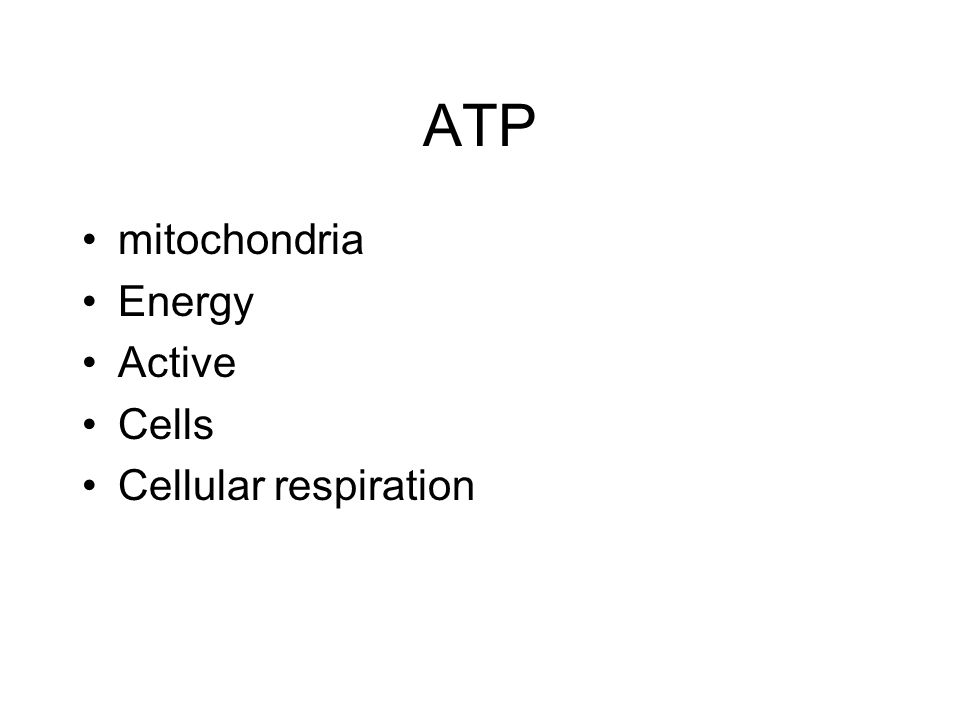ATP mitochondria Energy Active Cells Cellular respiration