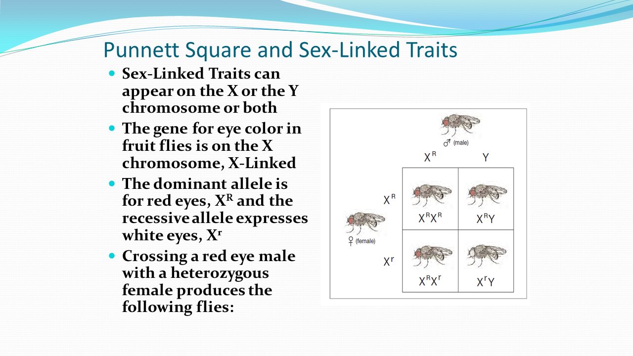 Genes determine traits which are inherited and predictable. - ppt Intended For Genetics X Linked Genes Worksheet