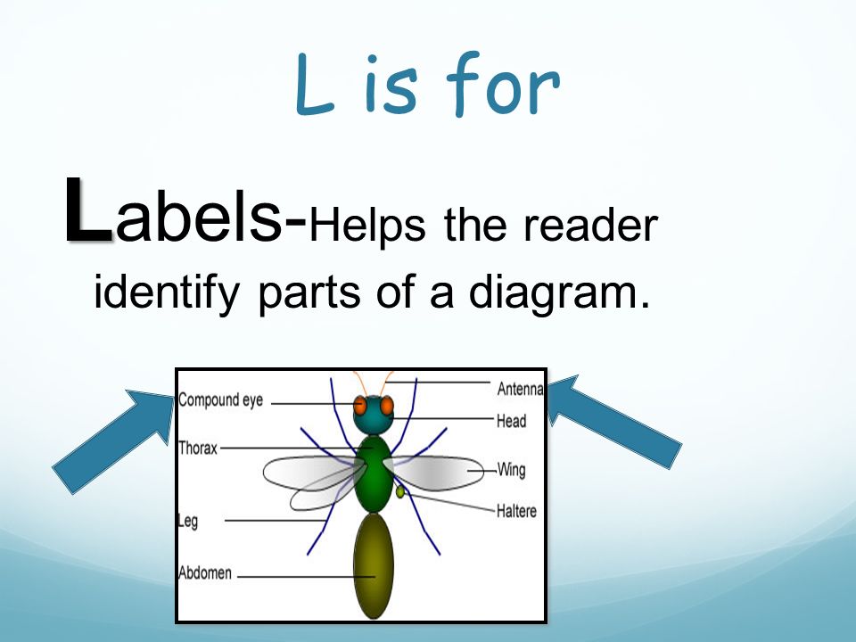 L is for L L abels- Helps the reader identify parts of a diagram.