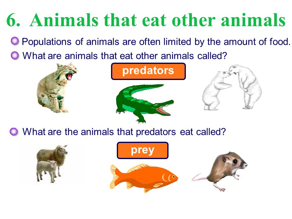 1. Predator Prey Relationships Be able to describe the relationship between  predators and their prey. Be able to explain the shape of a predator – prey.  - ppt download
