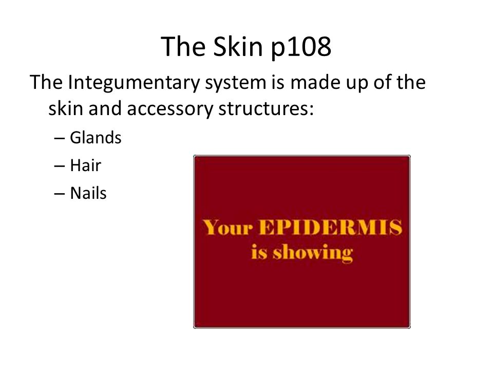 Memmler’s A&P Chap 6 The Skin. The Skin p108 The Integumentary system is made up of the skin and accessory structures: - Glands - Hair - Nails. - ppt download - 웹