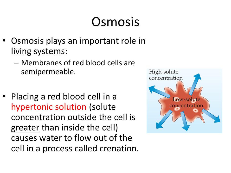Osmosis Osmosis plays an important role in living systems: – Membranes of red blood cells are semipermeable.
