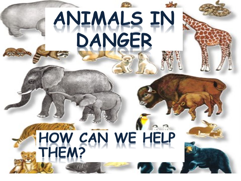 Wildlife in danger. Animals in Danger. Animals are in Danger. Animals in Danger 6 класс. Animals in Danger in Russia.