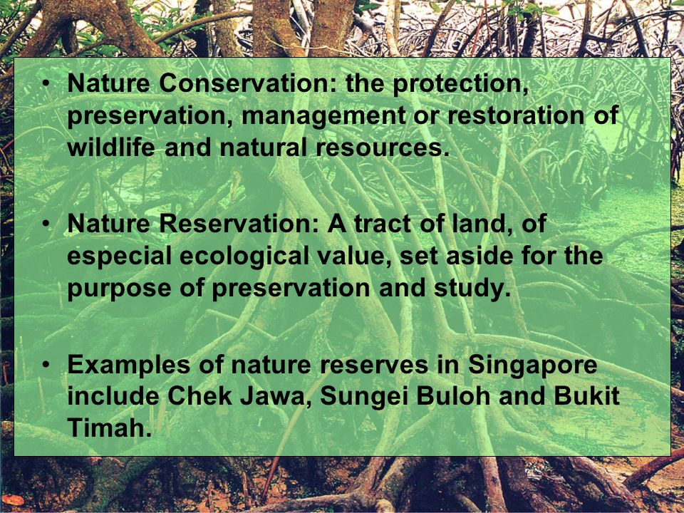 Business Aspects of a Nature Reserve. What is Nature Conservation. - ppt  download