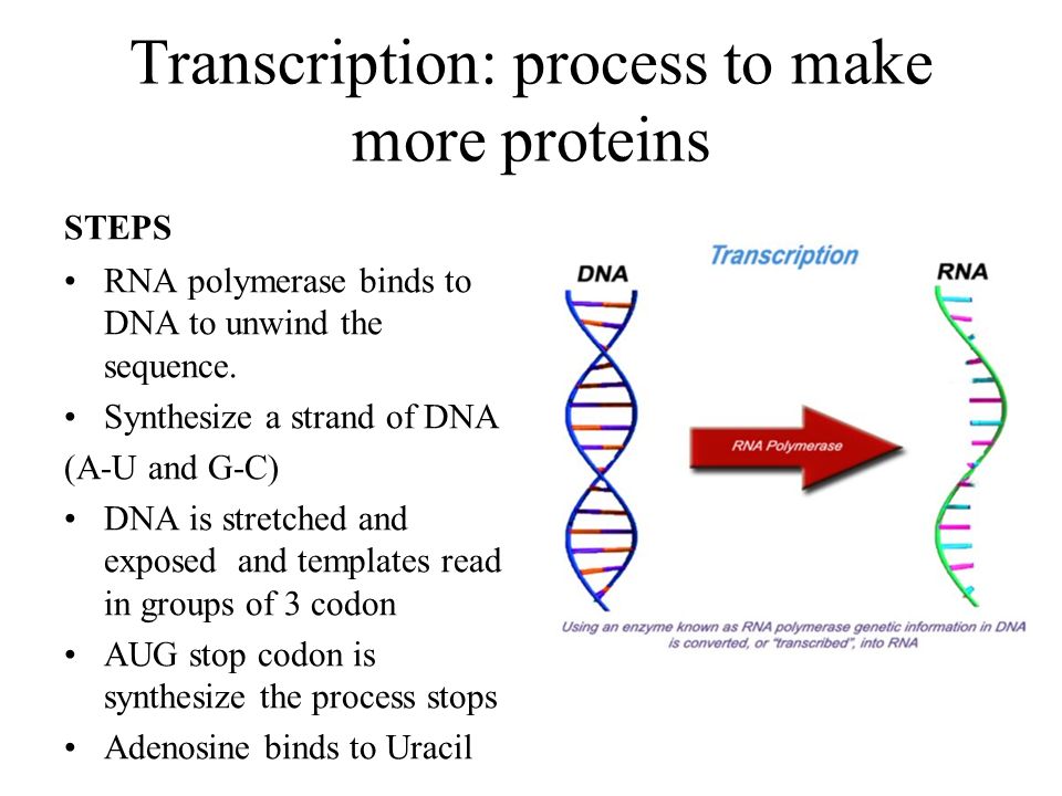 Transcription: process to make more proteins STEPS RNA polymerase binds to DNA to unwind the sequence.