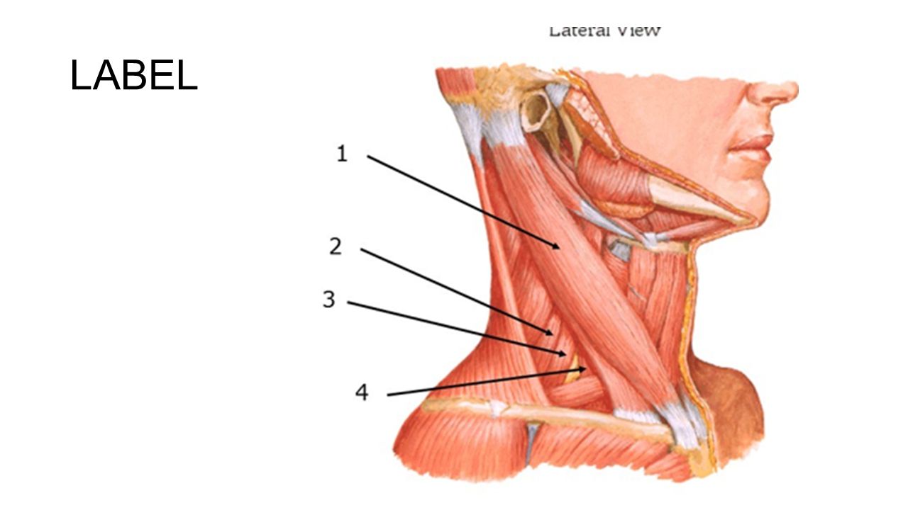 Кончаться шея. Топографическая анатомия передней поверхности шеи. Мышцы шеи спереди анатомия. Платизма мышца шеи анатомия.