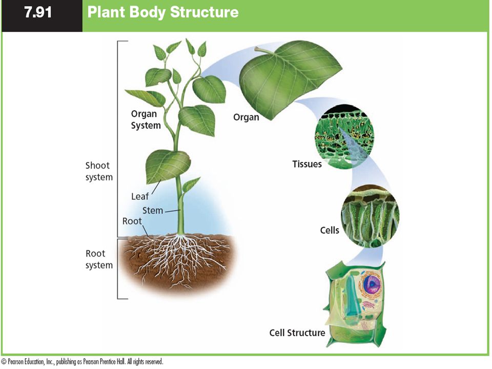 Plants and animals have levels of organization for structure and function,  including cells, tissues, organs, organ systems, and the whole organism  -  ppt download