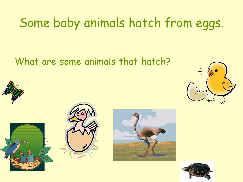 All Kinds of Animal Families! Curricular Unit for Kindergarten By Susan  Burdick. - ppt download