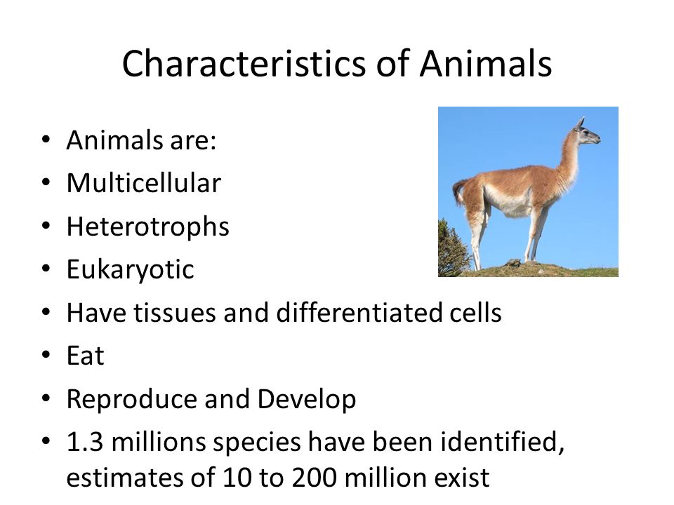 AP Biology Lecture #49 Non-Vertebrate Animals Characteristics of Animals  Animals are: Multicellular Heterotrophs Eukaryotic Have tissues and  differentiated. - ppt download