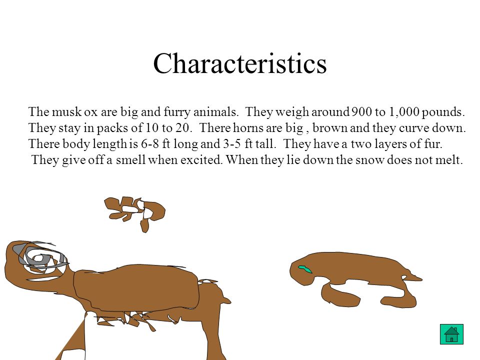 Musk Ox Facts By Josh Grade Four Habitat Inuit uses Babies Characteristics  food Enemies and Defense Life Cycle Where I got my Information. - ppt  download