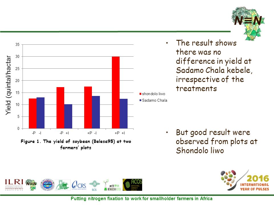 Putting nitrogen fixation to work for smallholder farmers in Africa SCS The result shows there was no difference in yield at Sadamo Chala kebele, irrespective of the treatments But good result were observed from plots at Shondolo liwo Yield (quintal/hactar