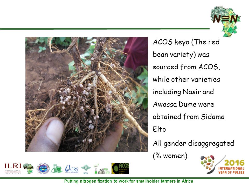 Putting nitrogen fixation to work for smallholder farmers in Africa SCS  ACOS keyo (The red bean variety) was sourced from ACOS, while other varieties including Nasir and Awassa Dume were obtained from Sidama Elto  All gender disaggregated (% women)