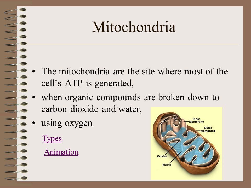 Mitochondria Bean shaped Outer and inner membranes