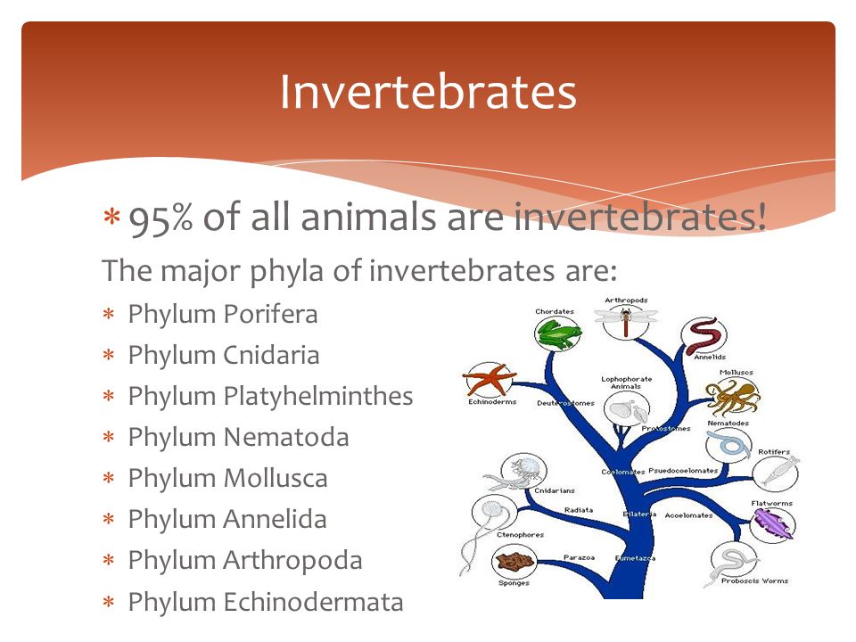 ANIMAL KINGDOM CLASSIFICATION Animals can be grouped into two large  categories: Vertebrates and Invertebrates. Vertebrates have backbones and  invertebrates. - ppt download