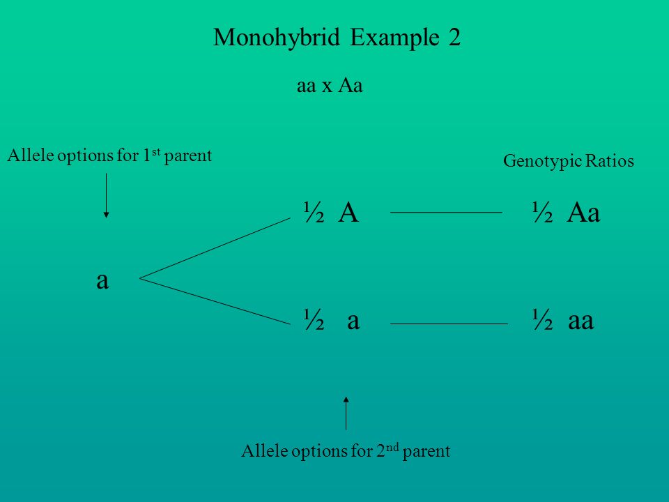 Monohybrid Example 2 aa x Aa Allele options for 1 st parent Allele options for 2 nd parent Genotypic Ratios a ½ A ½ a ½ Aa ½ aa