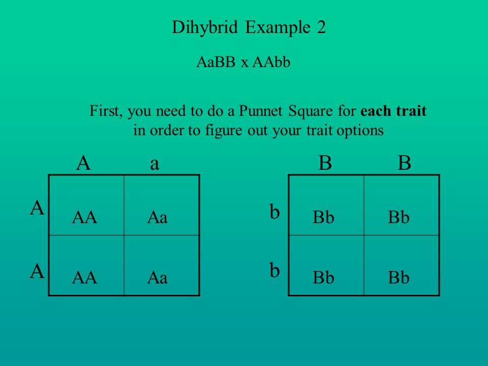Dihybrid Example 2 AaBB x AAbb First, you need to do a Punnet Square for each trait in order to figure out your trait options AA Aa AA Aa Bb A a AAAA B bbbb
