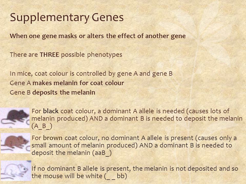 supplementary genes