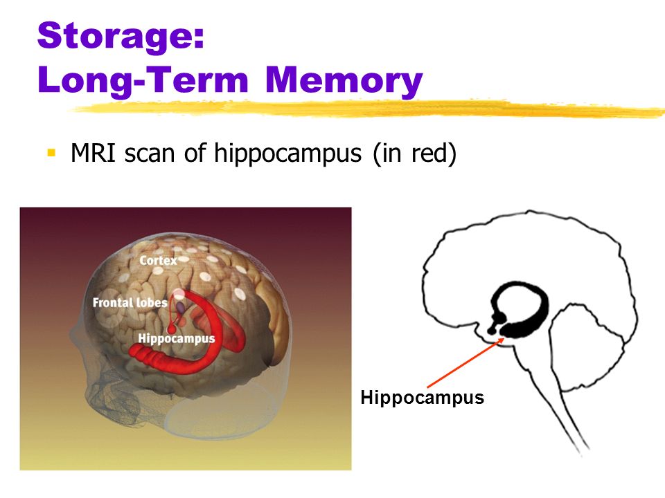 Storage: Long-Term Memory  MRI scan of hippocampus (in red) Hippocampus