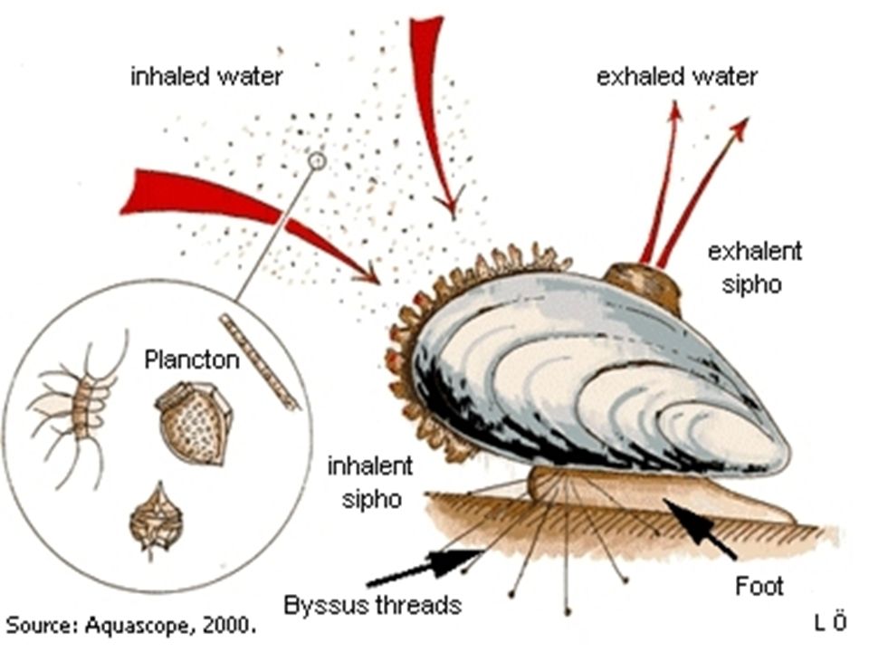 Фильтрация моллюсков