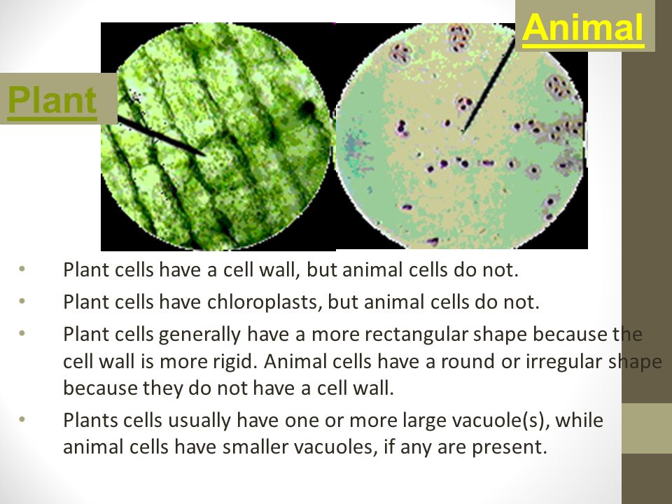 Plant and Animal Cell Comparison. The cell is the basic unit of life. Plant  cells (unlike animal cells) are surrounded by a thick, rigid cell wall. -  ppt download