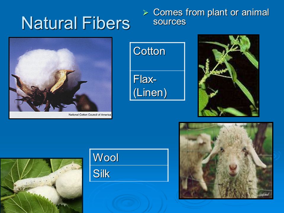 Natural Fibers.  Comes from plant or animal sources Cotton Flax- (Linen)  WoolSilk. - ppt download