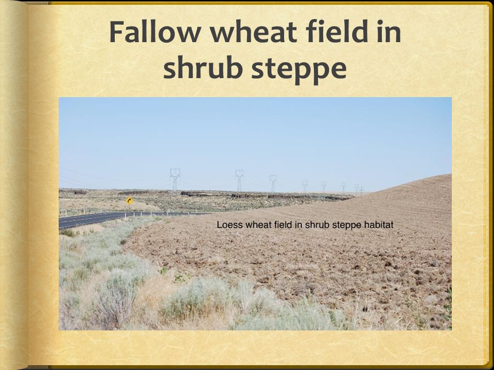 Fallow wheat field in shrub steppe