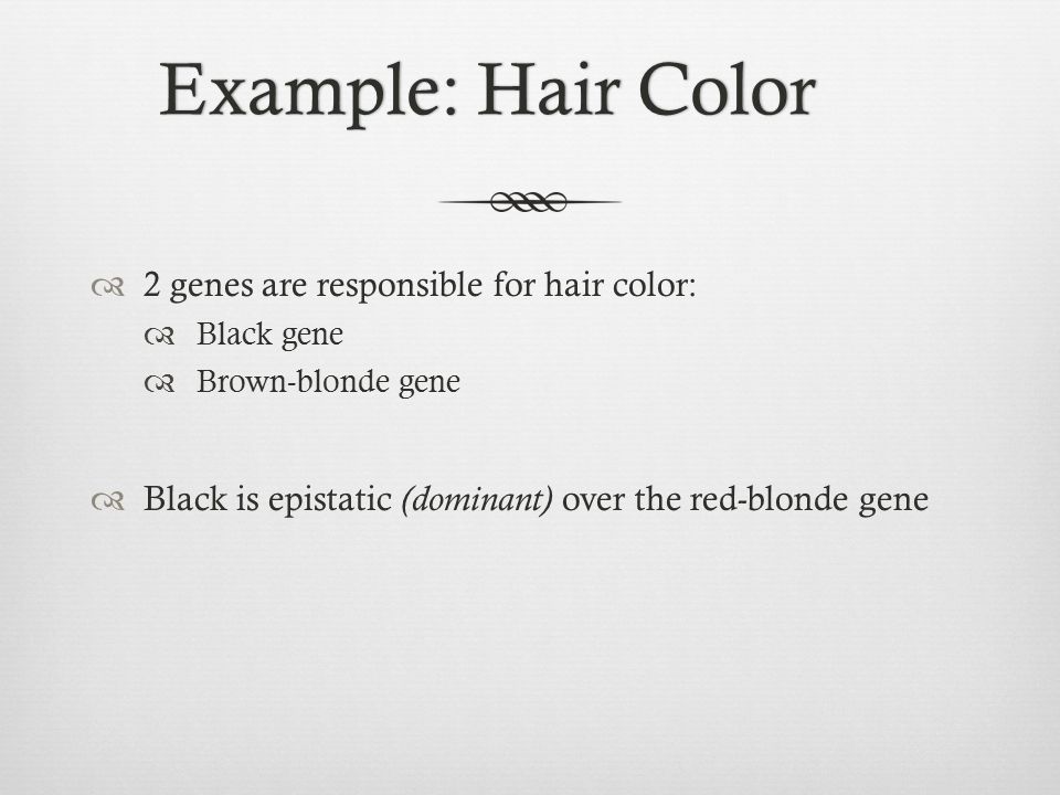 Example: Hair ColorExample: Hair Color  2 genes are responsible for hair color:  Black gene  Brown-blonde gene  Black is epistatic (dominant) over the red-blonde gene