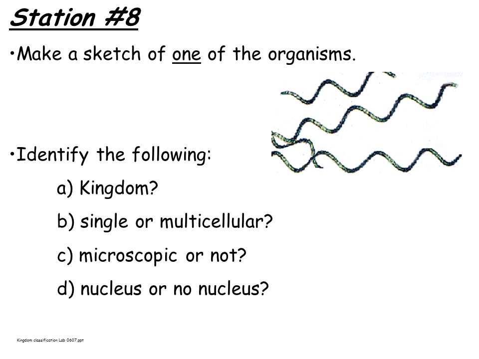 Station #8 Make a sketch of one of the organisms. Identify the following: a) Kingdom.