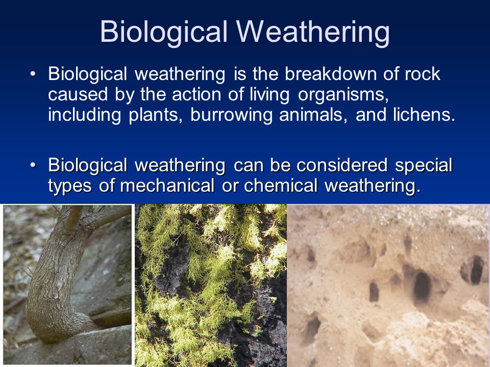 biological weathering examples
