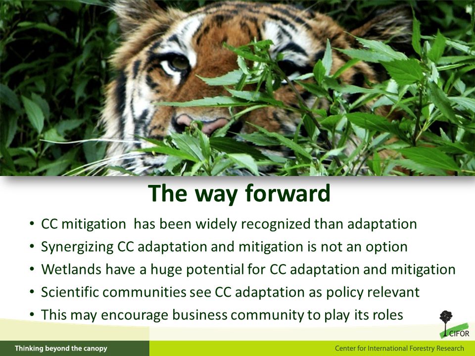 CC mitigation has been widely recognized than adaptation Synergizing CC adaptation and mitigation is not an option Wetlands have a huge potential for CC adaptation and mitigation Scientific communities see CC adaptation as policy relevant This may encourage business community to play its roles The way forward