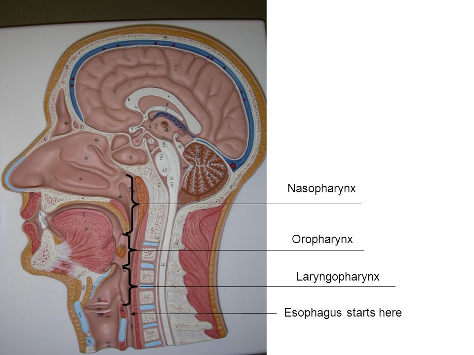 laryngopharynx cat