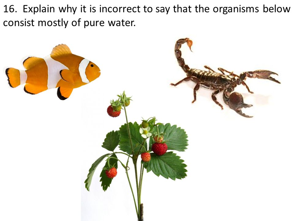 16. Explain why it is incorrect to say that the organisms below consist mostly of pure water.