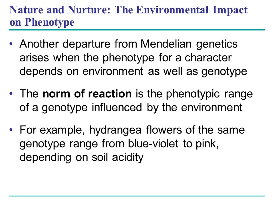 Nature and Nurture: The Environmental Impact on Phenotype Another departure from Mendelian genetics arises when the phenotype for a character depends on environment as well as genotype The norm of reaction is the phenotypic range of a genotype influenced by the environment For example, hydrangea flowers of the same genotype range from blue-violet to pink, depending on soil acidity