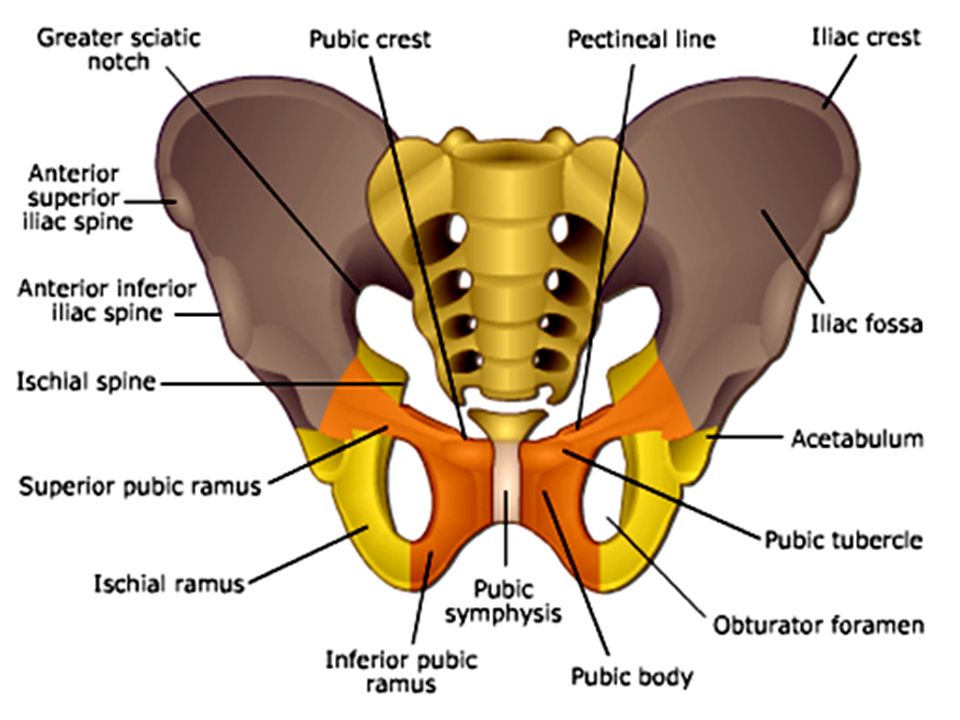 Pubic Slip