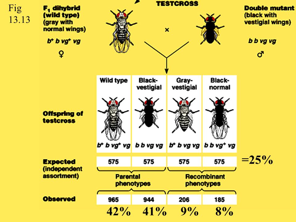 =25% 8%9%41%42% Fig 13.13