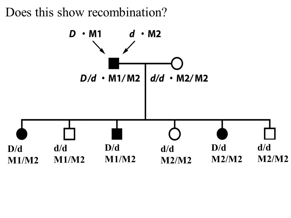Does this show recombination D/d M1/M2 d/d M1/M2 D/d M1/M2 d/d M2/M2 D/d M2/M2 d/d M2/M2