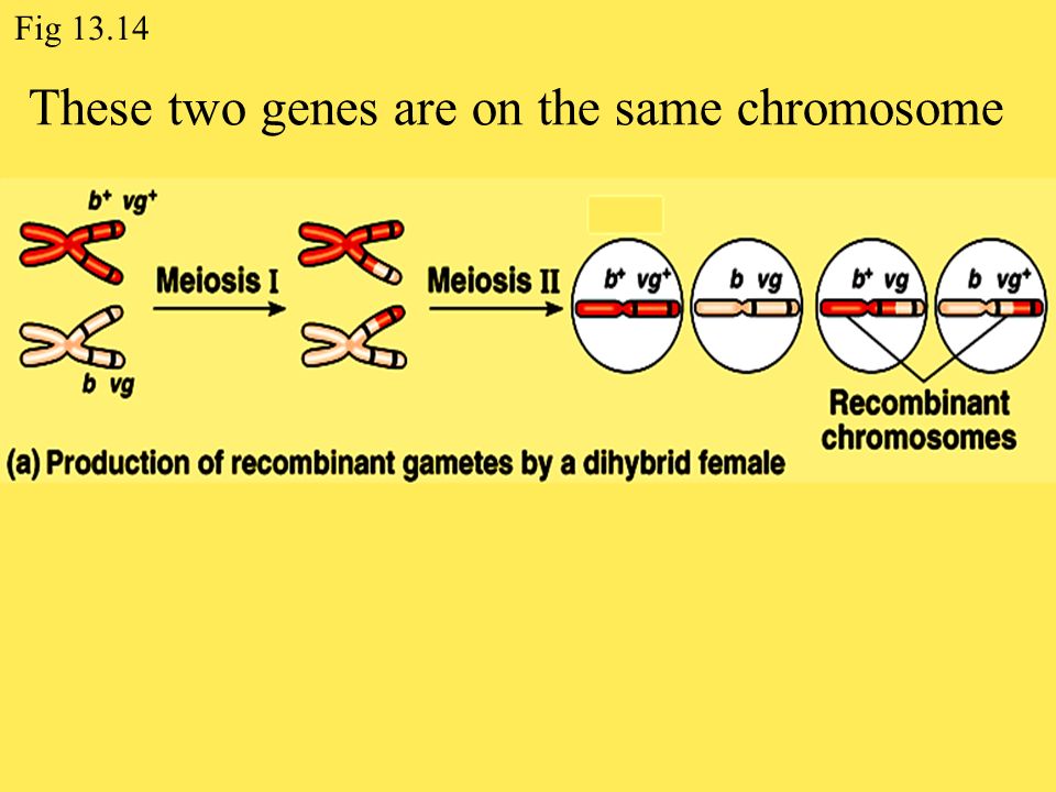 These two genes are on the same chromosome Fig 13.14