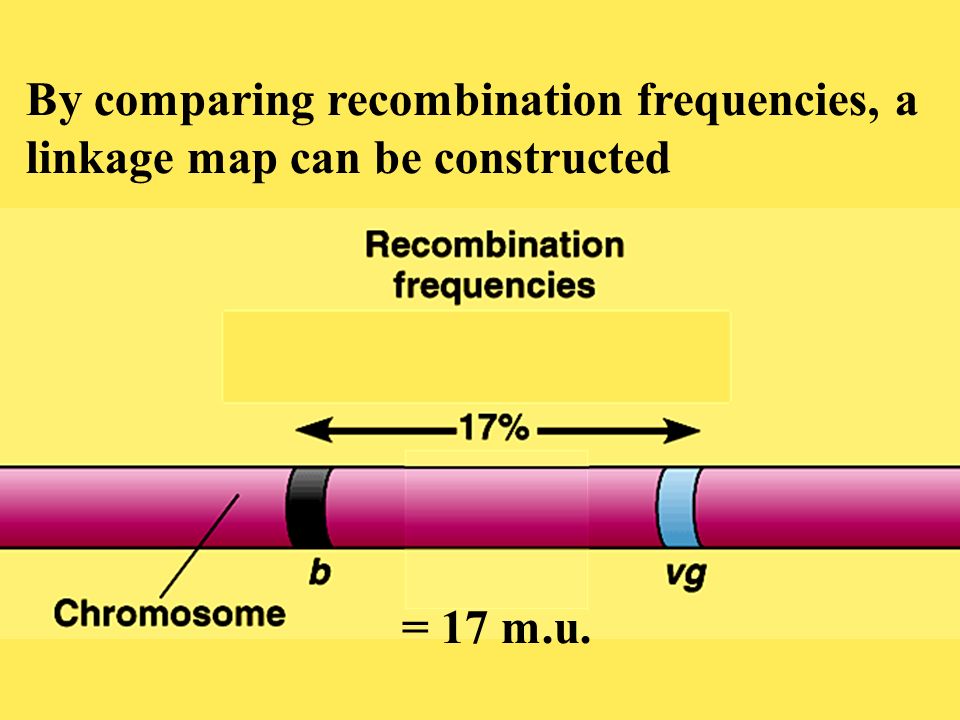 By comparing recombination frequencies, a linkage map can be constructed = 17 m.u.