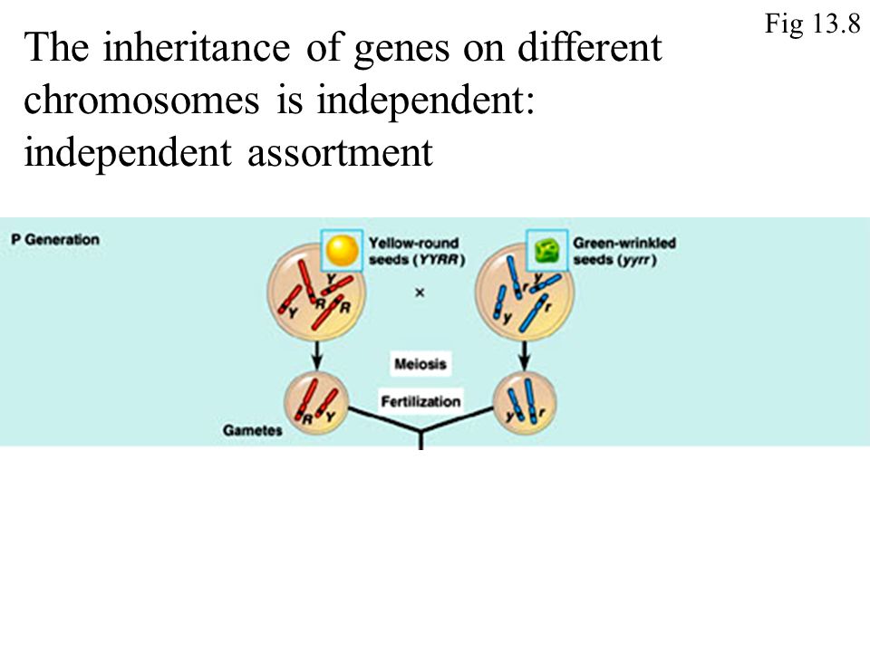 The inheritance of genes on different chromosomes is independent: independent assortment