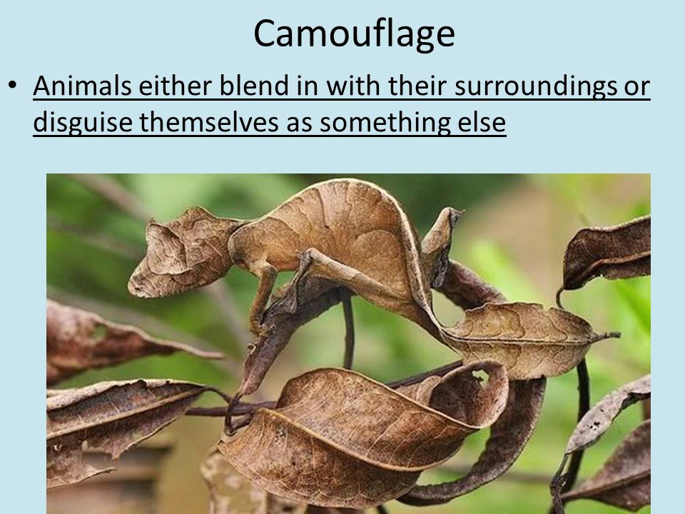 Camouflage Spring 2014 Camouflage. Animals either blend in with their  surroundings or disguise themselves as something else. - ppt download