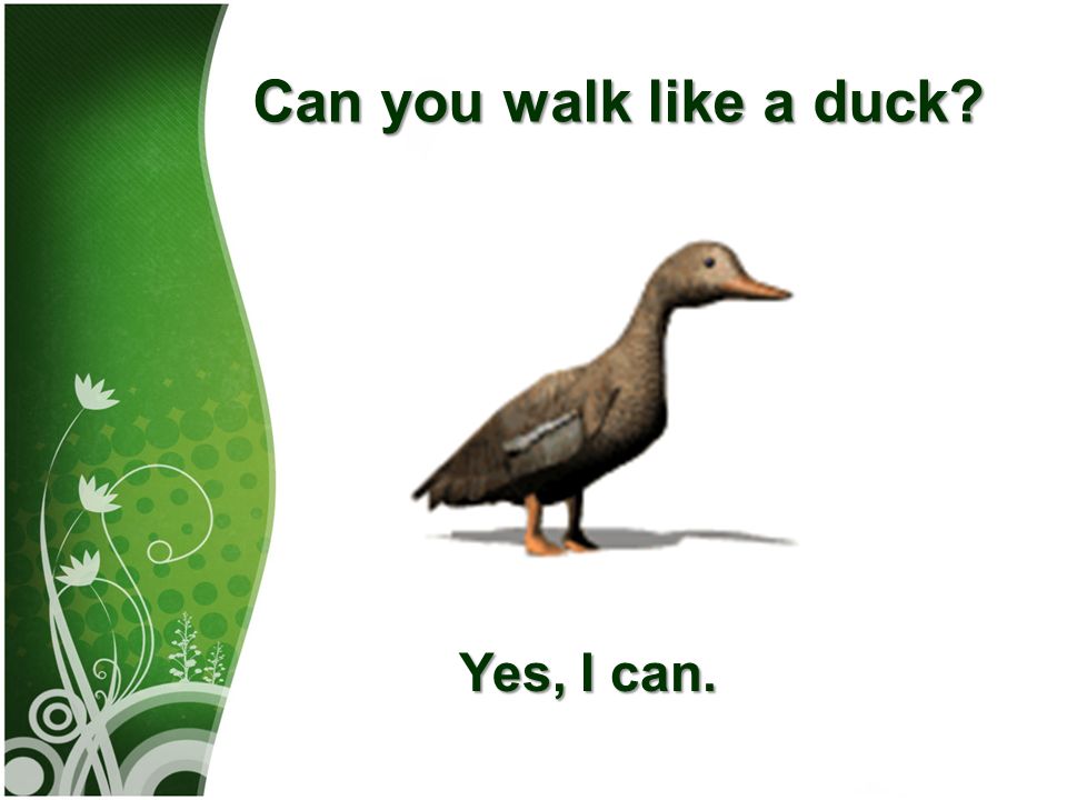 Walks like перевод. Can you walk like a Duck. Картинка i can walk. Be like a Duck. Составь предложения lt is a Duck.