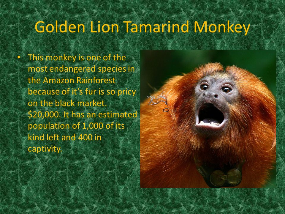 By: Matthew Lerch. Golden Lion Tamarind Monkey This monkey is one of the  most endangered species in the Amazon Rainforest because of it's fur is so  pricy. - ppt download