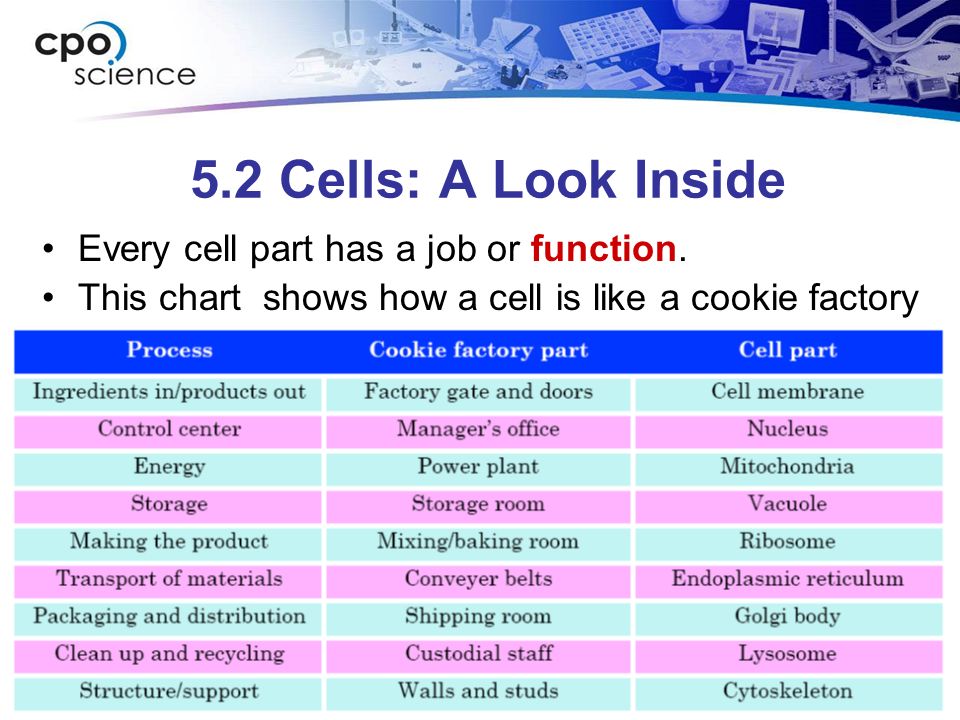 Cells And Their Functions Chart