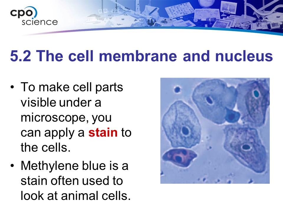 Chapter Five: Cell Structure and Function  What are Cells?  Cells: A  Look Inside. - ppt download
