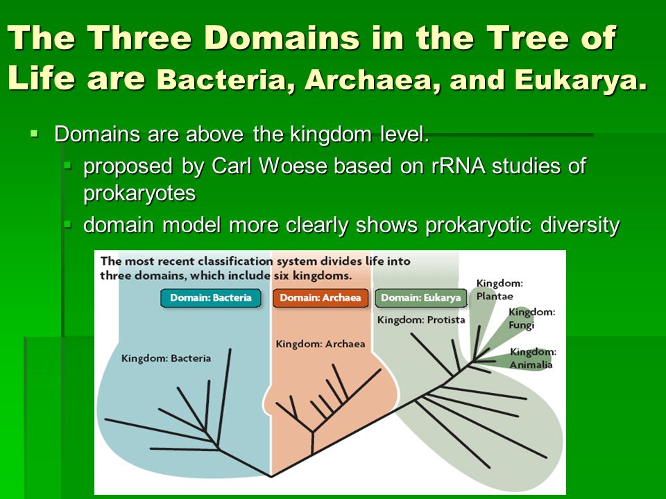 What are the 3 domains of life and their characteristics? Three Domain  Classification by Carl Woese